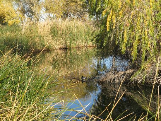 Sweetwater Wetlands Park