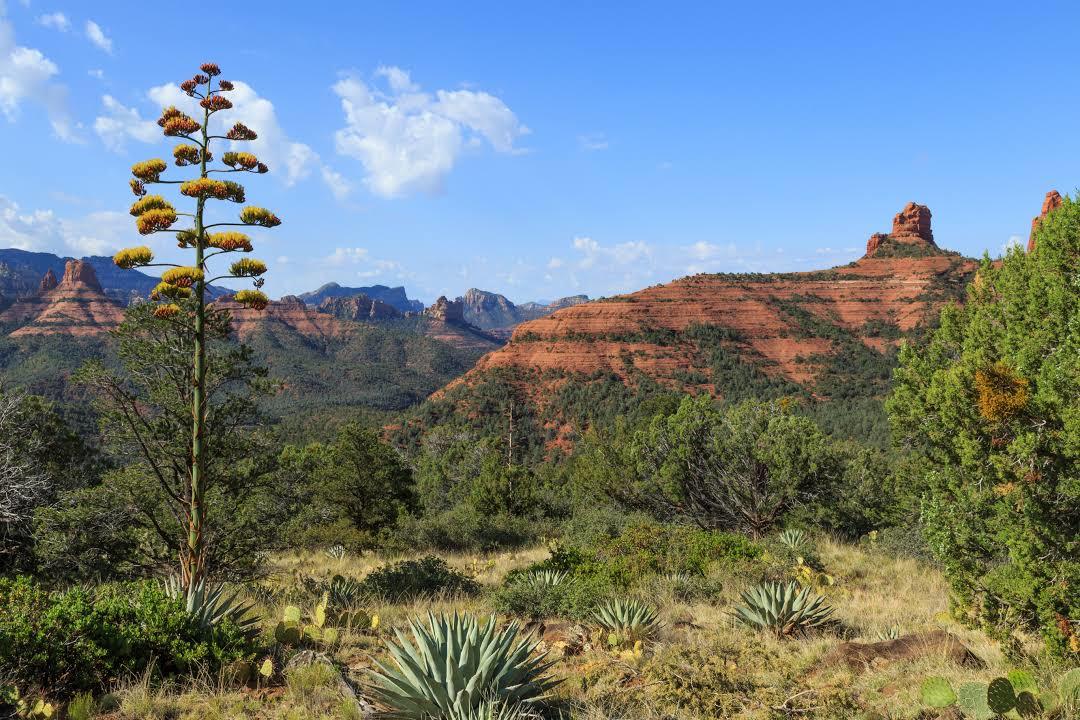 Wilson Mountain Trail