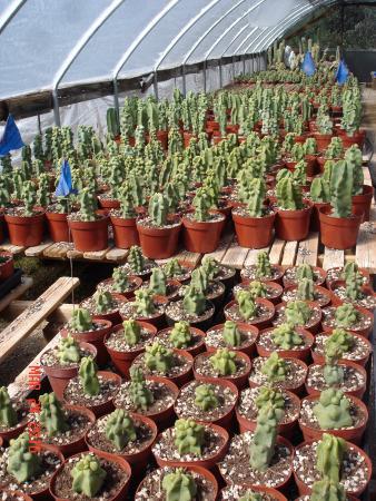Bach's Greenhouse and Cactus Nursery