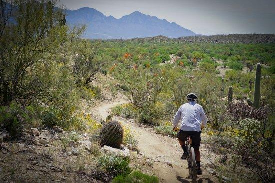 Tucson Bike Rentals and Tours