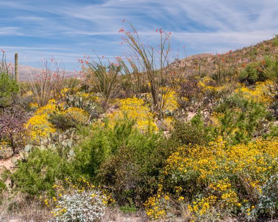 Cactus Forest Trail