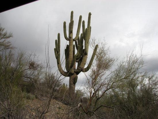 AZ Jeep Tours