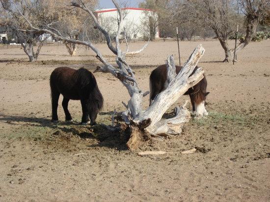 Picture Rocks Miniature Horse Ranch
