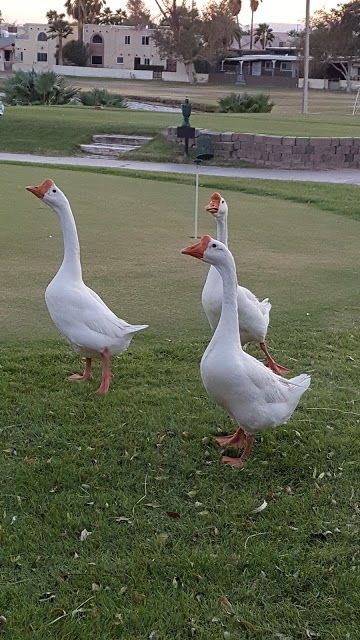 Chaparral Golf & Country Club
