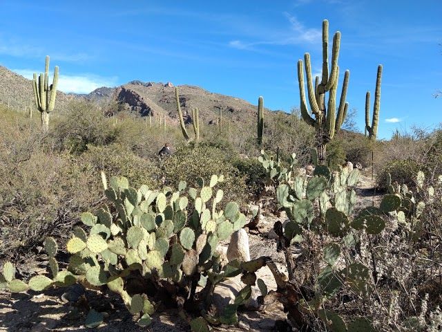 Pima Canyon Trail