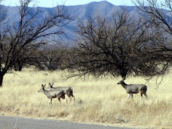 Buenos Aires National Wildlife Refuge