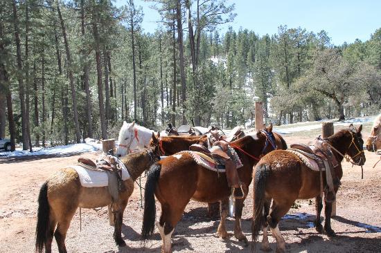 Kohls Ranch Stable