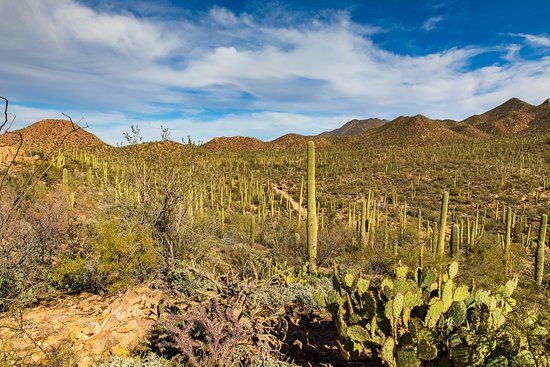 Saguaro National Park