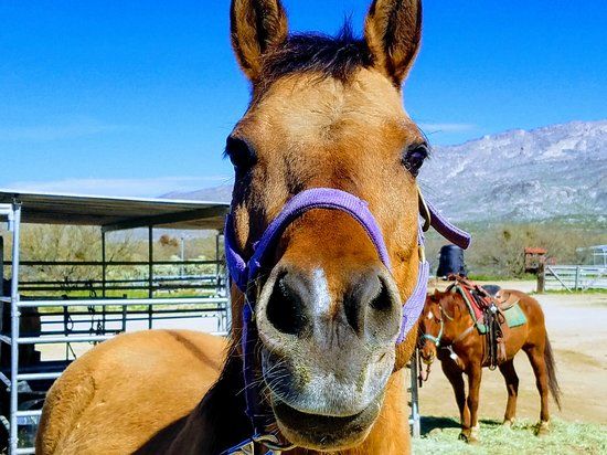Rockin' Star Ranch